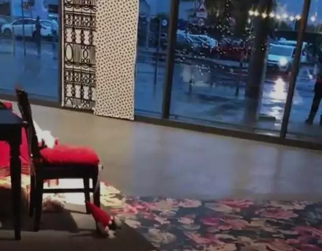 宜家和咖啡館為流浪狗開門,還有專屬毛毯,這個冬天真的太溫暖了