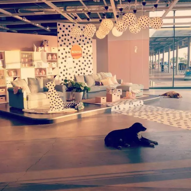 宜家和咖啡館為流浪狗開門,還有專屬毛毯,這個冬天真的太溫暖了