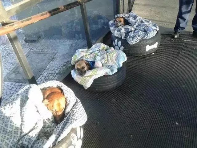 宜家和咖啡館為流浪狗開門,還有專屬毛毯,這個冬天真的太溫暖了