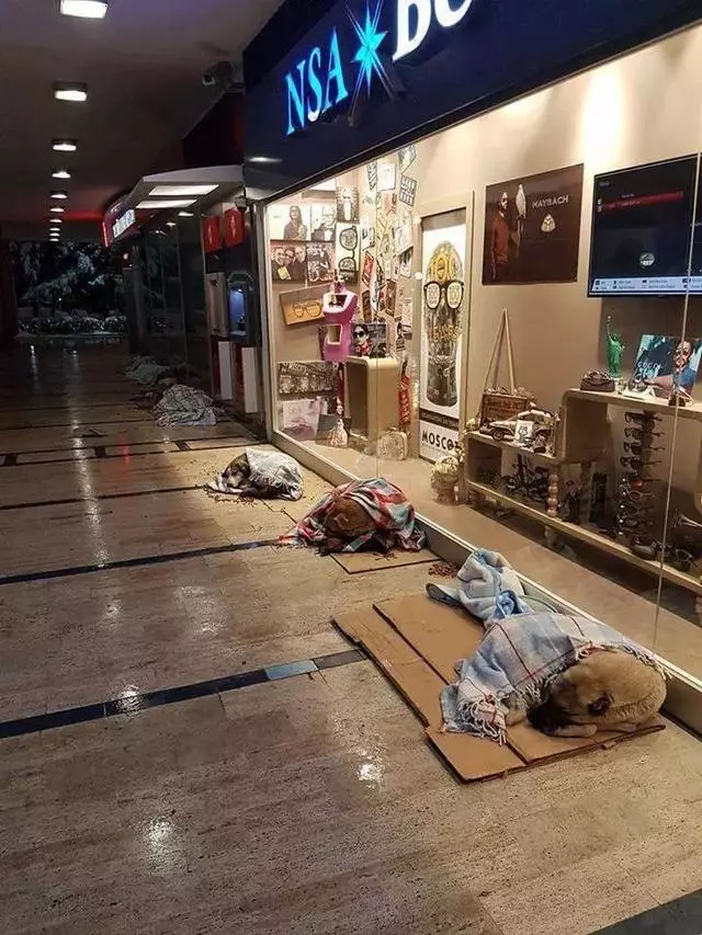 宜家和咖啡館為流浪狗開門,還有專屬毛毯,這個冬天真的太溫暖了