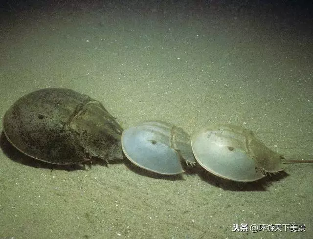 活了4億年的生物,躲過了大滅絕,卻沒逃過中國吃貨的嘴!