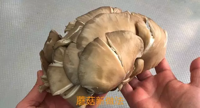 蘑菇最過癮的做法,花了3年研究,我家一周7頓吃不膩,太香了!