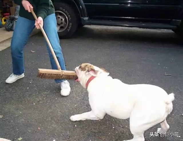 最讓小狗困惑的6個東西,有趣但別養成壞習慣