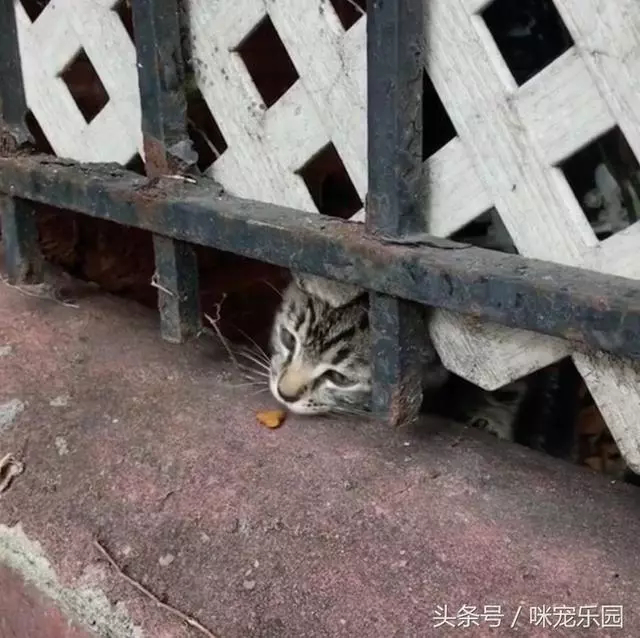 小浪喵垃圾堆獲救「卻唉唉叫不停」?他重返原地「蹦出另一隻」網泣:兄弟情深QQ