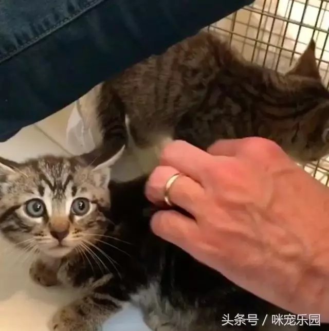 小浪喵垃圾堆獲救「卻唉唉叫不停」?他重返原地「蹦出另一隻」網泣:兄弟情深QQ