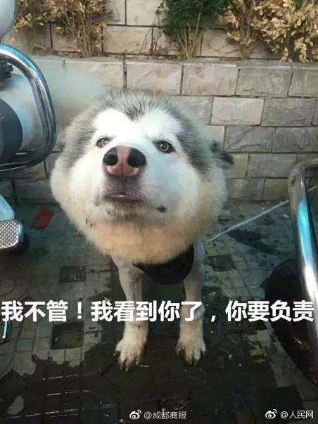 阿拉斯加「剪毛失敗」氣到離家出走 警局撿到才一天…崩潰:「把吃貨領回家」