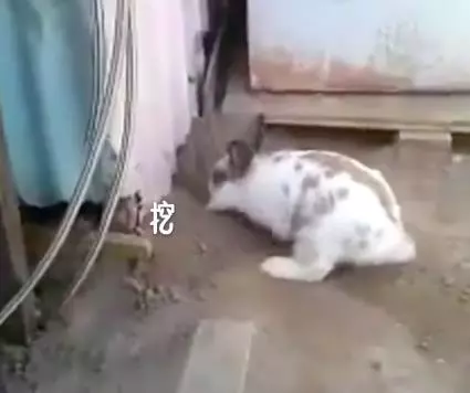 貓咪被困,小兔子奮力挖土營救,超感人,喵:謝謝你!