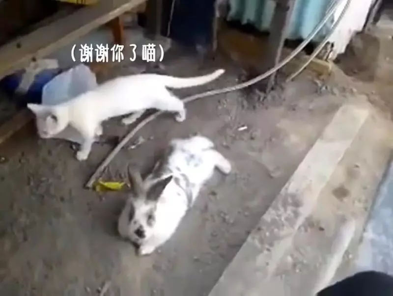 貓咪被困,小兔子奮力挖土營救,超感人,喵:謝謝你!