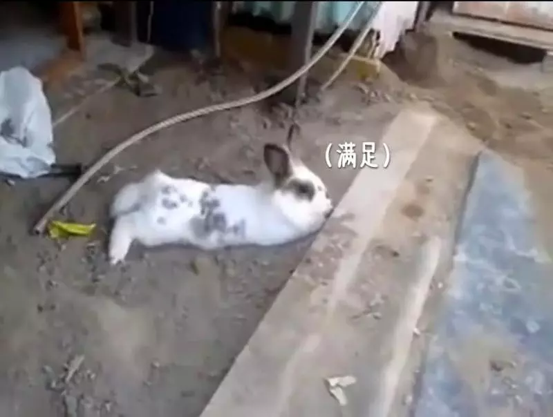 貓咪被困,小兔子奮力挖土營救,超感人,喵:謝謝你!