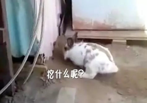 貓咪被困,小兔子奮力挖土營救,超感人,喵:謝謝你!