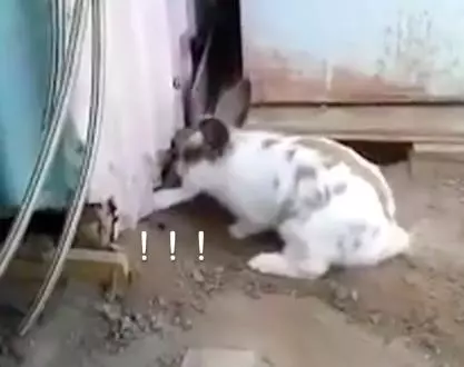 貓咪被困,小兔子奮力挖土營救,超感人,喵:謝謝你!
