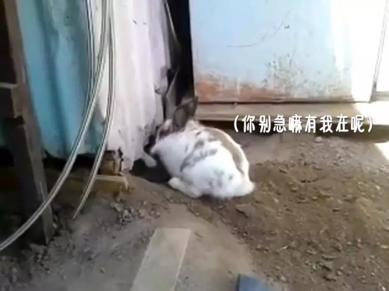 貓咪被困,小兔子奮力挖土營救,超感人,喵:謝謝你!