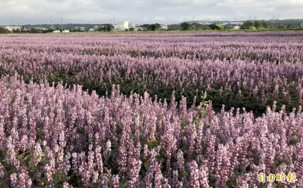 紫爆了! 媲美薰衣草 「仙草」花田原來這麼美