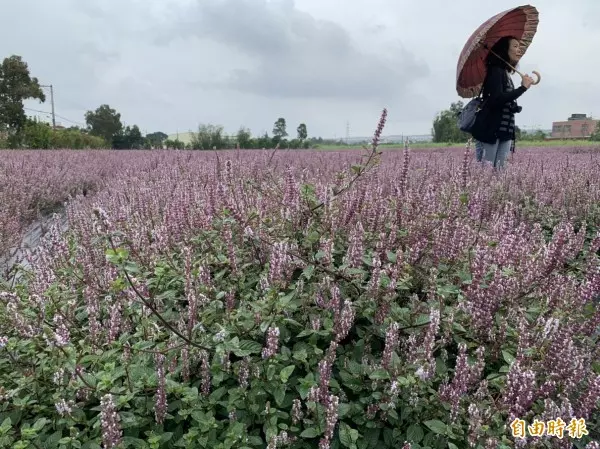 紫爆了! 媲美薰衣草 「仙草」花田原來這麼美