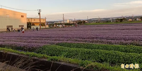 紫爆了! 媲美薰衣草 「仙草」花田原來這麼美