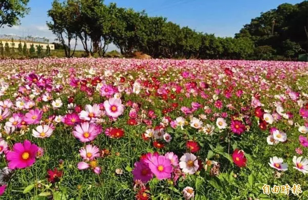 紫爆了! 媲美薰衣草 「仙草」花田原來這麼美