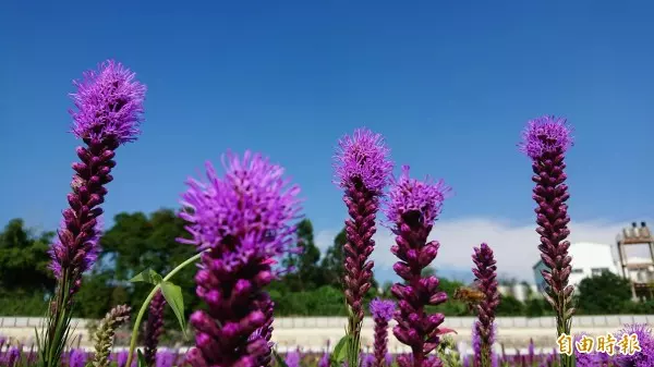 紫爆了! 媲美薰衣草 「仙草」花田原來這麼美
