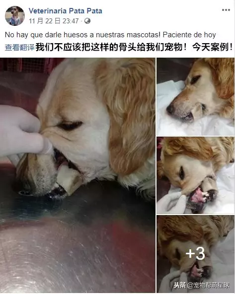 狗狗吃骨頭卡住嘴巴,吃骨頭有風險,喂食需謹慎