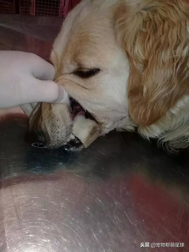 狗狗吃骨頭卡住嘴巴,吃骨頭有風險,喂食需謹慎