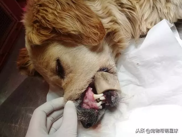 狗狗吃骨頭卡住嘴巴,吃骨頭有風險,喂食需謹慎