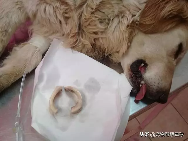 狗狗吃骨頭卡住嘴巴,吃骨頭有風險,喂食需謹慎