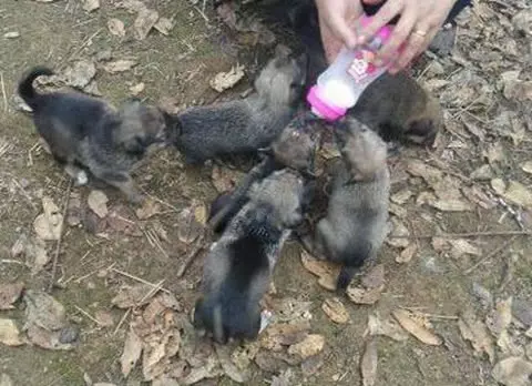 深坑發現一窩奶狗,心疼的看不下去,折騰一小時後終被運上