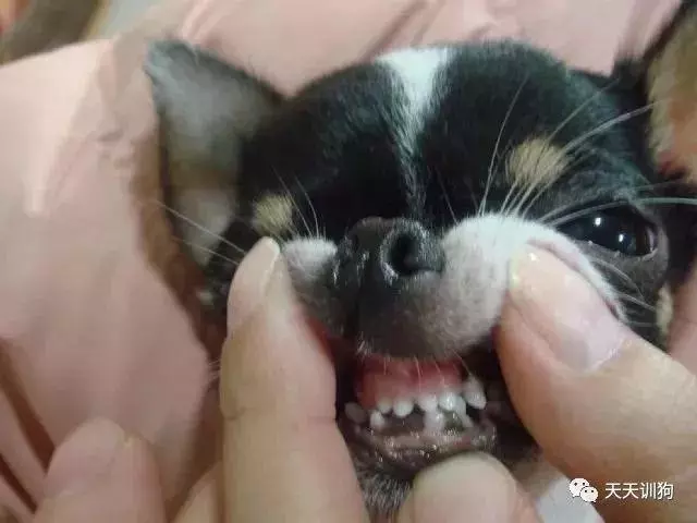 為什麼狗狗的鼻頭不黑了?