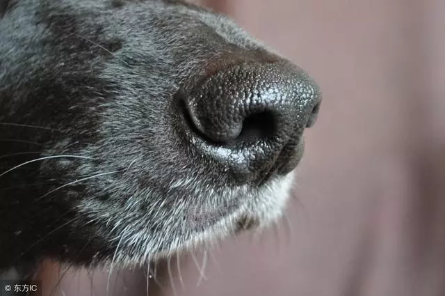 為什麼狗狗的鼻頭不黑了?