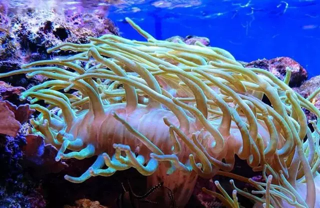 馬里亞納海溝深處到底有什麼?為什麼科學家都想去?可算是知道了