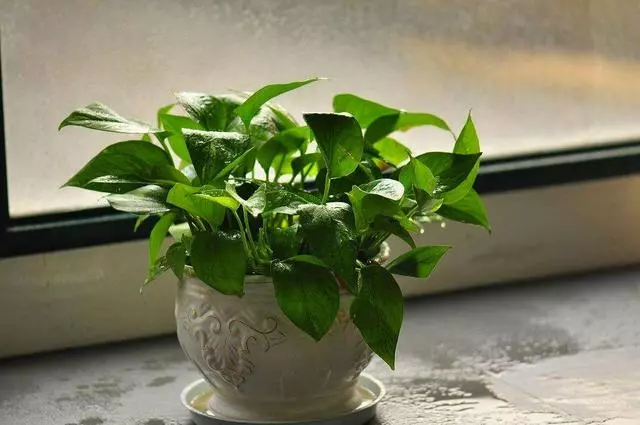 張大爺養花從不施肥,就往盆里撒斤「零食」,開花旺到攔不住!