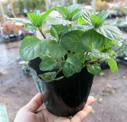 張大爺養花從不施肥,就往盆里撒斤「零食」,開花旺到攔不住!
