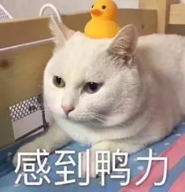 鏟屎的你真的會用貓砂嗎?