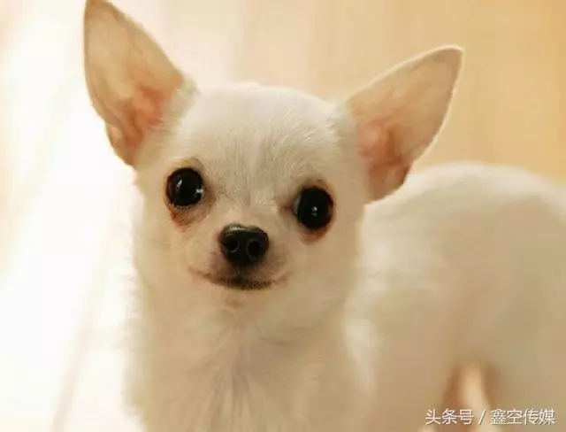 狗狗品種體型、性格、評價,你喜歡養什麼品種?