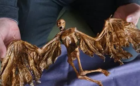 實拍:10張神秘未知生物照片合集,詭異恐怖到極致!