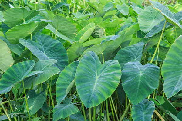 吃芋頭好處多 但中醫師建議這些人不要吃