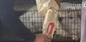狗販用水管給狗狗插胃灌水,雖然很痛但它還在搖尾巴……