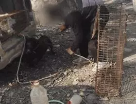 狗販用水管給狗狗插胃灌水,雖然很痛但它還在搖尾巴……