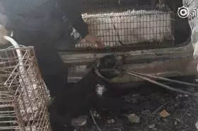 狗販用水管給狗狗插胃灌水,雖然很痛但它還在搖尾巴……