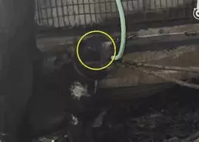 狗販用水管給狗狗插胃灌水,雖然很痛但它還在搖尾巴……