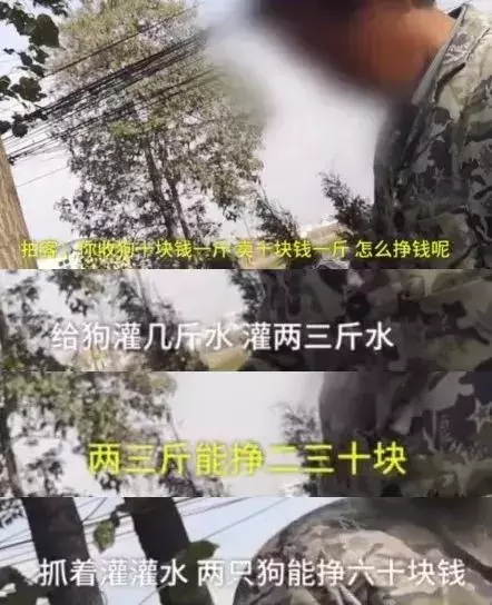 狗販用水管給狗狗插胃灌水,雖然很痛但它還在搖尾巴……