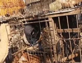 狗販用水管給狗狗插胃灌水,雖然很痛但它還在搖尾巴……