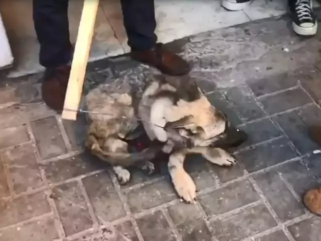 狗販用水管給狗狗插胃灌水,雖然很痛但它還在搖尾巴……