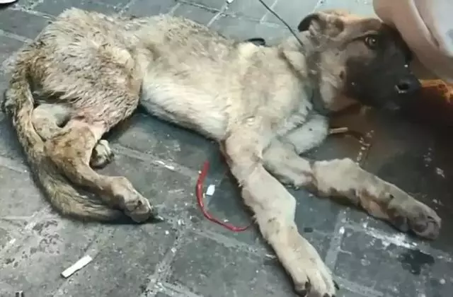 狗販用水管給狗狗插胃灌水,雖然很痛但它還在搖尾巴……