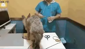 狗販用水管給狗狗插胃灌水,雖然很痛但它還在搖尾巴……