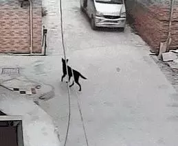 狗販用水管給狗狗插胃灌水,雖然很痛但它還在搖尾巴……