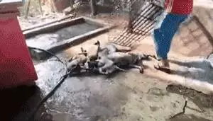 狗販用水管給狗狗插胃灌水,雖然很痛但它還在搖尾巴……