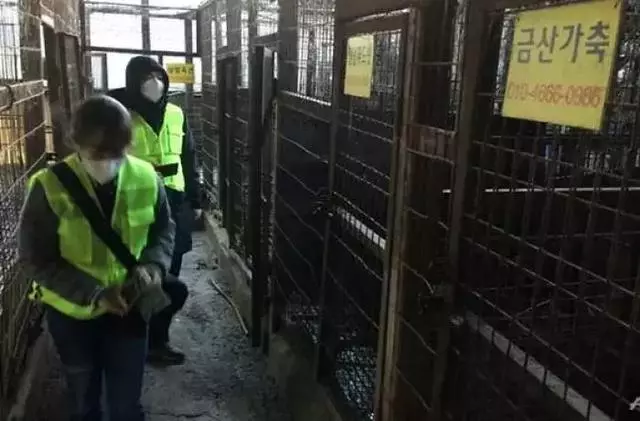 狗販用水管給狗狗插胃灌水,雖然很痛但它還在搖尾巴……