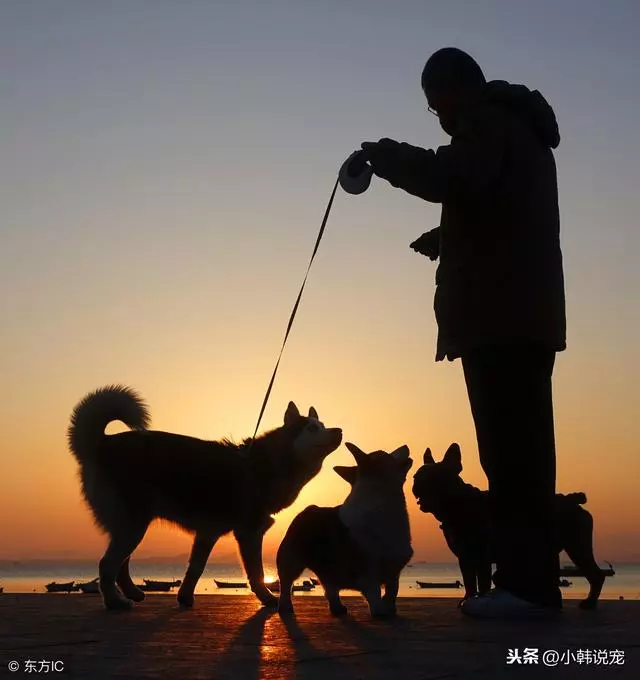 簡單方法,讓你的狗狗不亂撿食