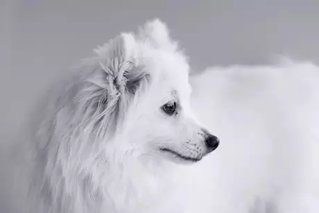 這45種狗,能認全的人萬里挑一
