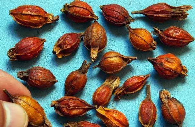 Famaosinmalaysia - 冰箱裡常放的【3種食物】,尿酸高的人別再吃!醫生推薦:10種菜,痛風的人可要多吃!